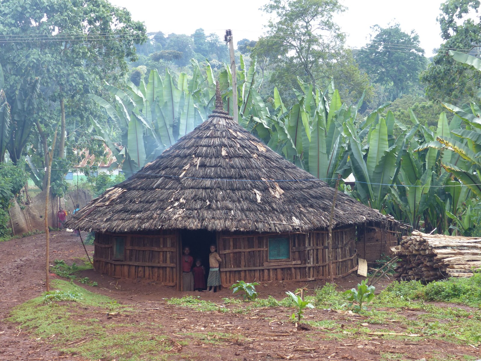 Alternative view of ETHIOPIE - BERITI - Yirgacheffe (bio)