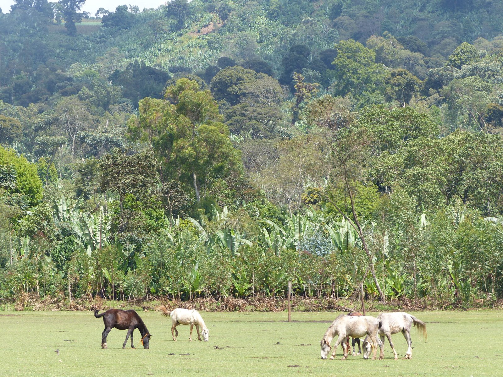 ETHIOPIE - BERITI - Yirgacheffe (bio) – Image 3