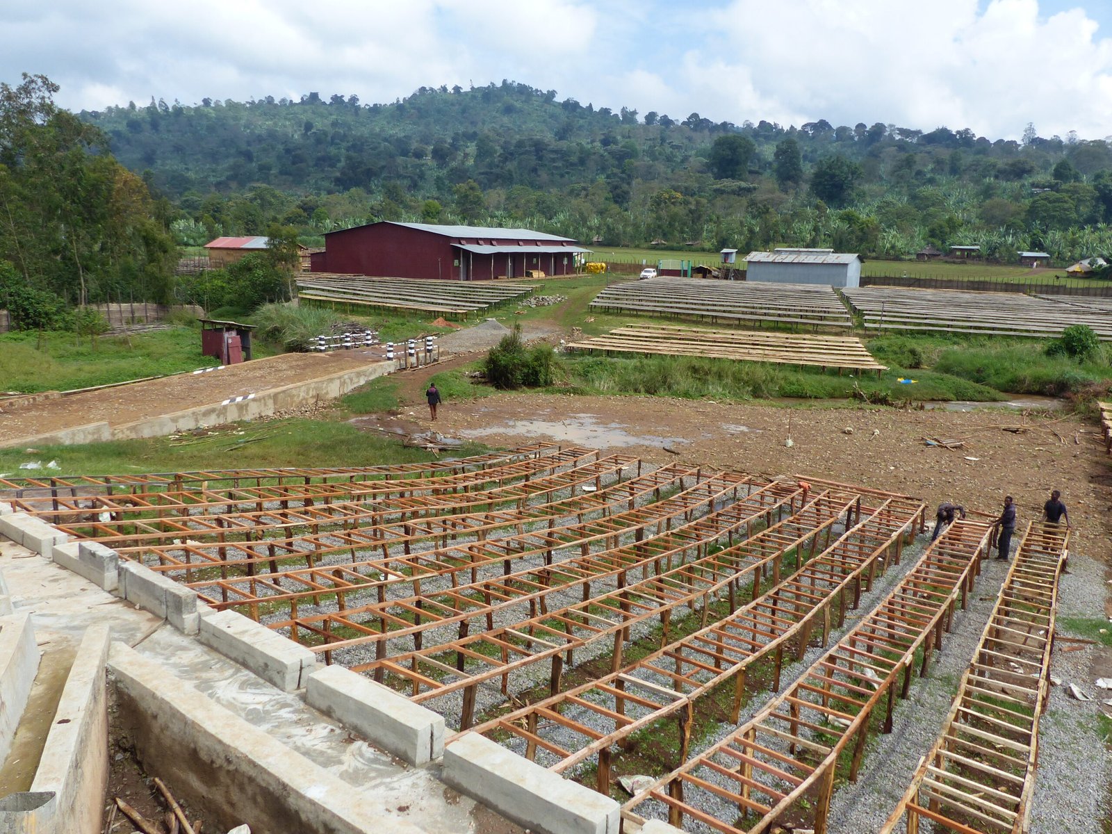 ETHIOPIE - BERITI - Yirgacheffe (bio) – Image 4