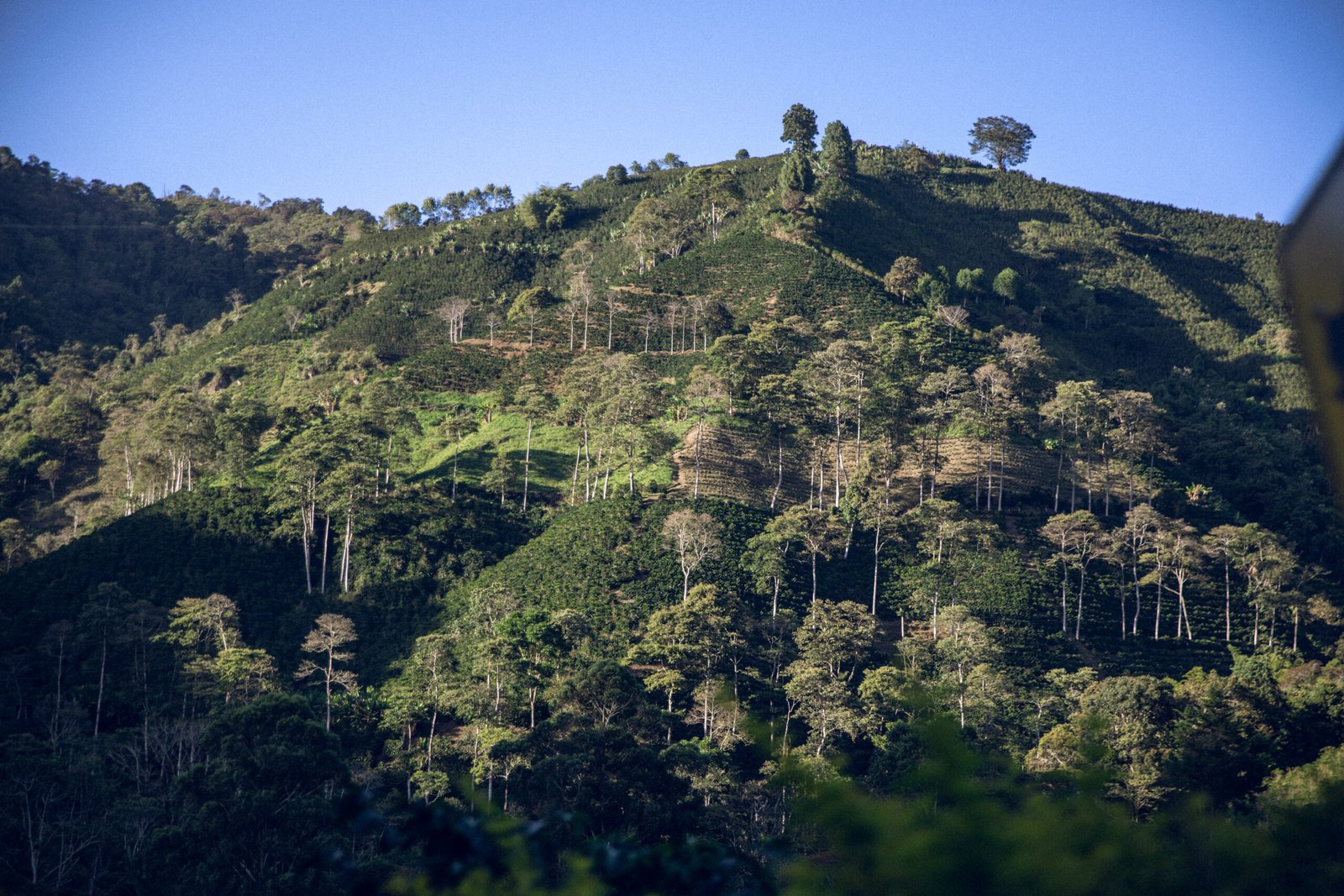 Alternative view of Colombie - Finca La Lindosa - Nature (transport à la voile)