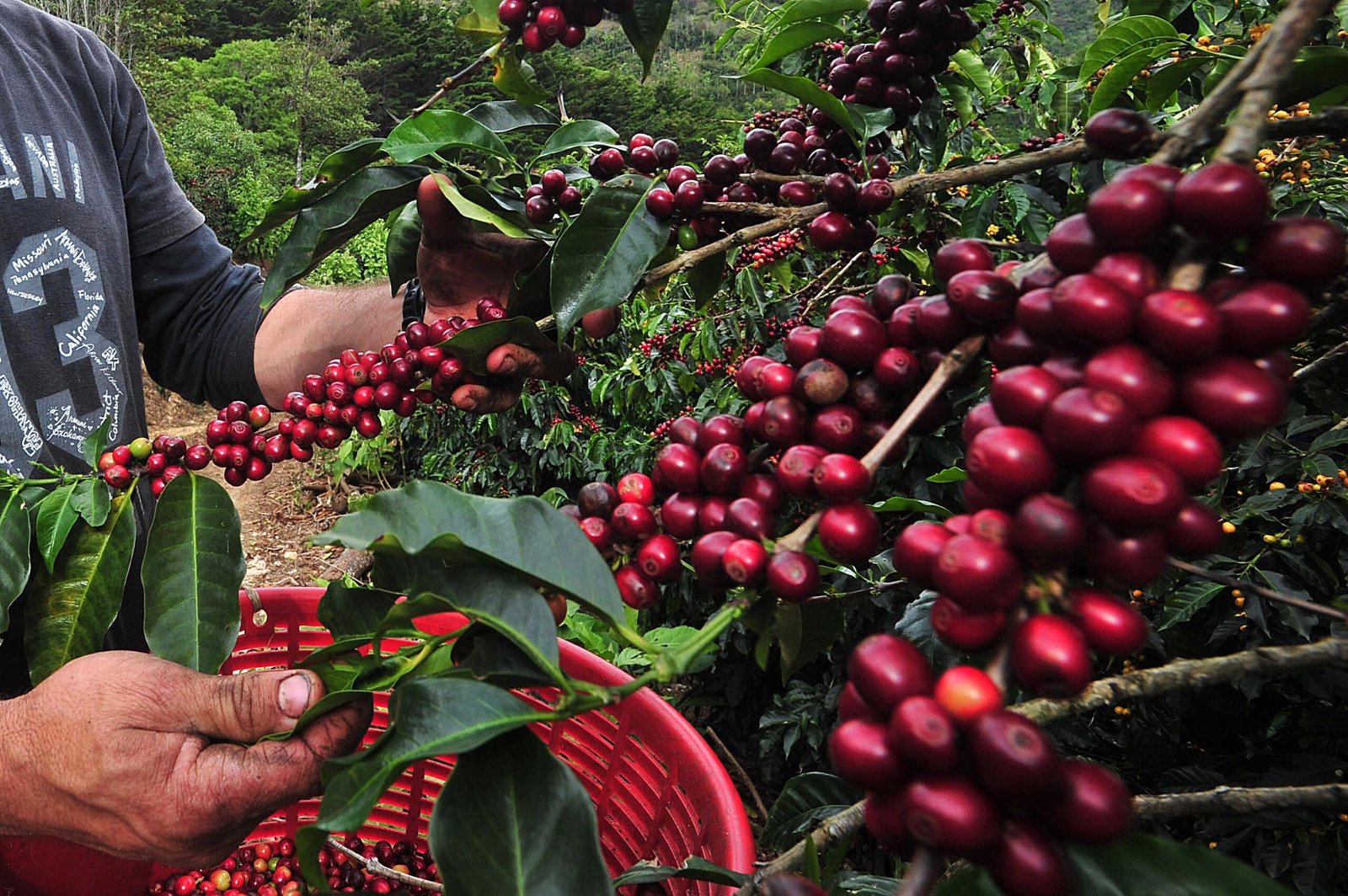 Café de spécialité - Costa Rica - Buho